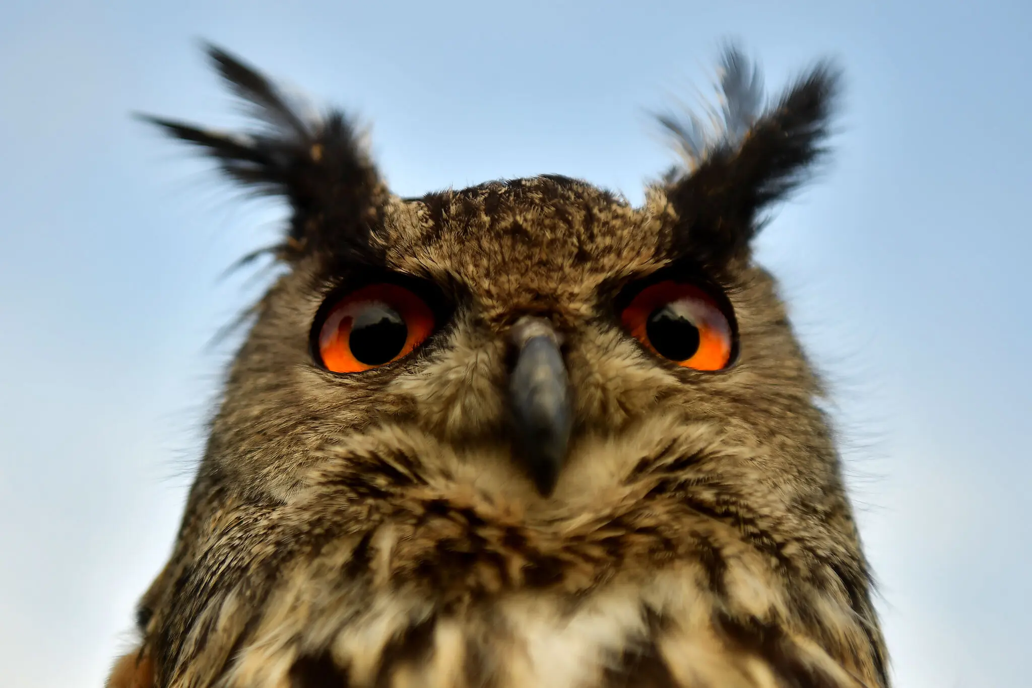 The Rise of Eyes Began With Just One