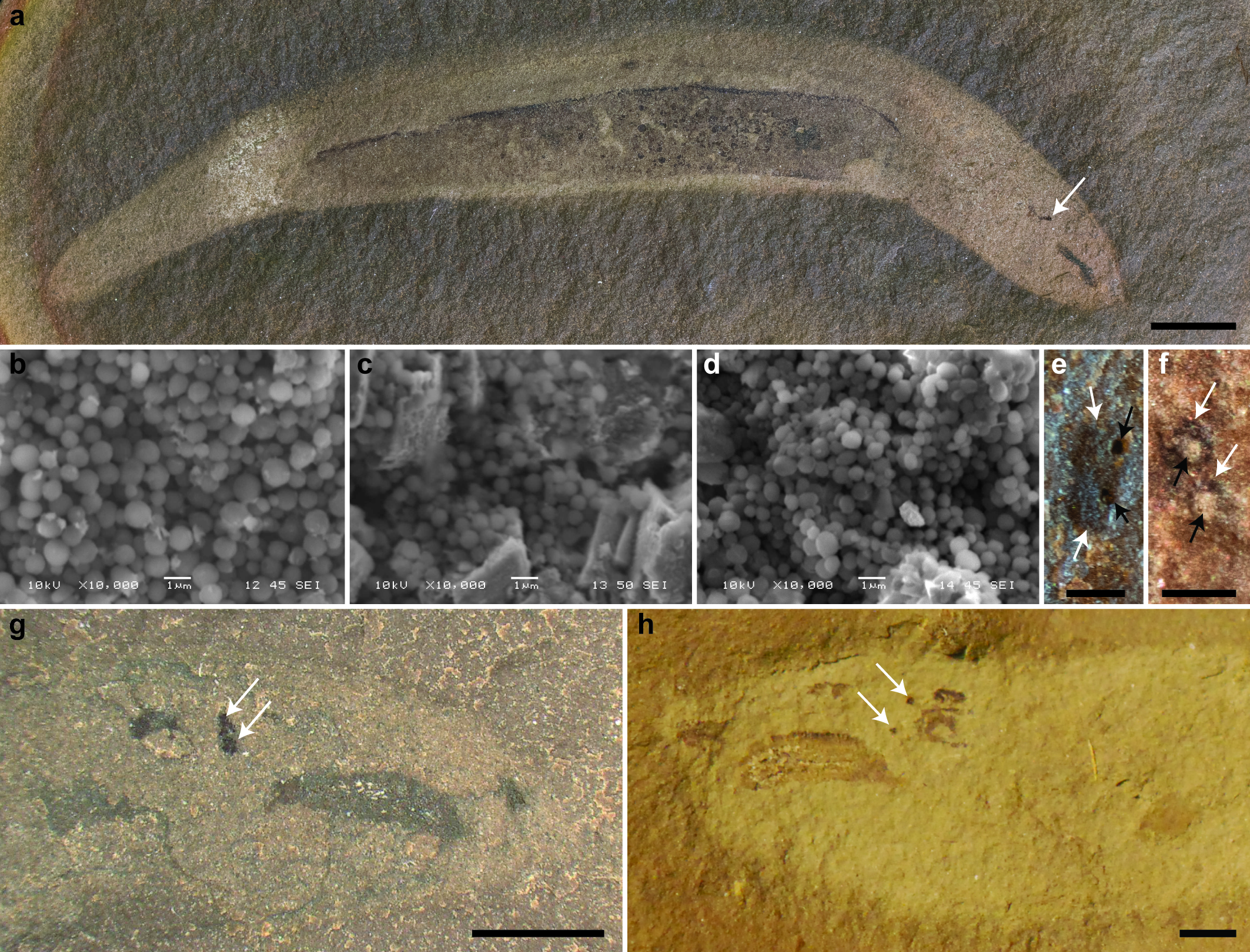 Mazon Monday #324: Stepwise loss of complexity in hagfish eyes prior to deep sea colonization 