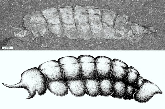 490-Million-Year-Old Arthropod Fossil Fills Puzzling Gap in Fossil Record