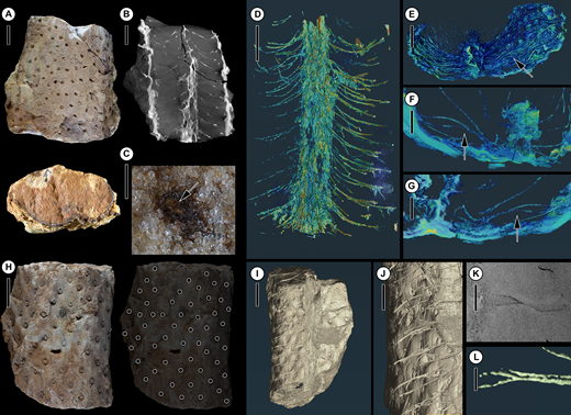 Mazon Monday #320: A shoot at the root? Unique development and evolution of the stigmarian apical meristem