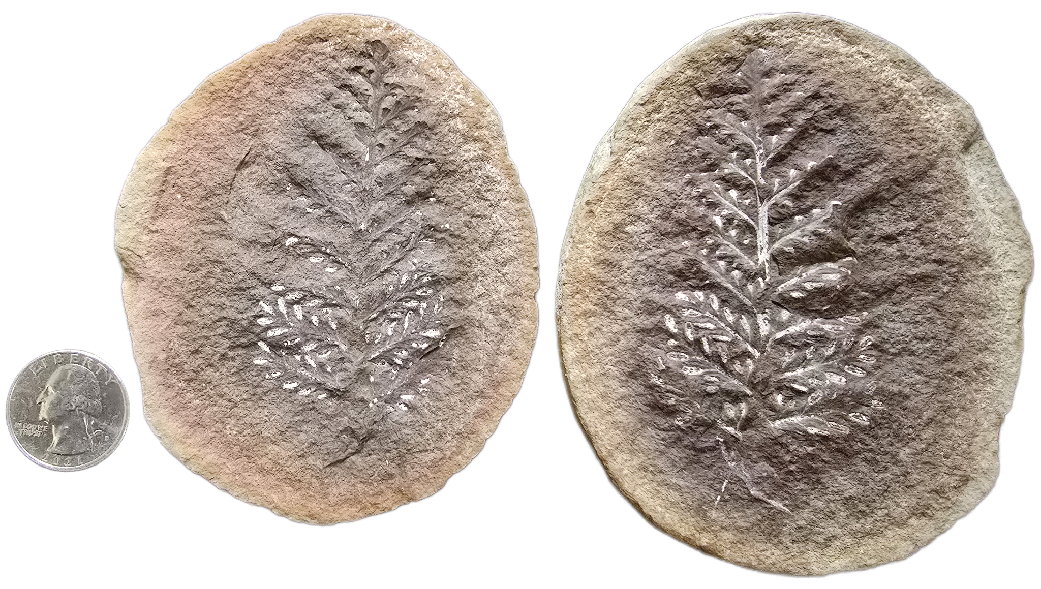Fossil Friday #325: Radstockia kidstonii