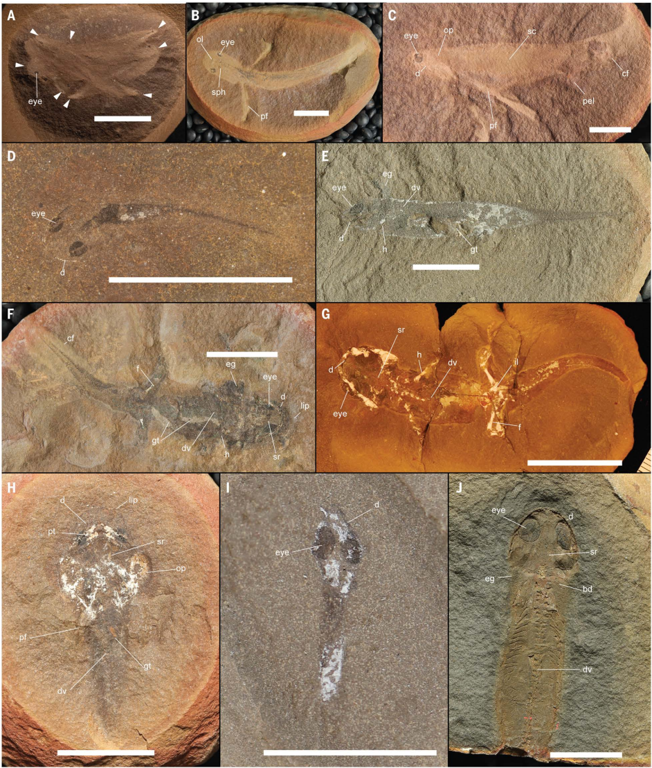 Mazon Monday #327: Direct development of stem tetrapods across the fin-to-limb transition