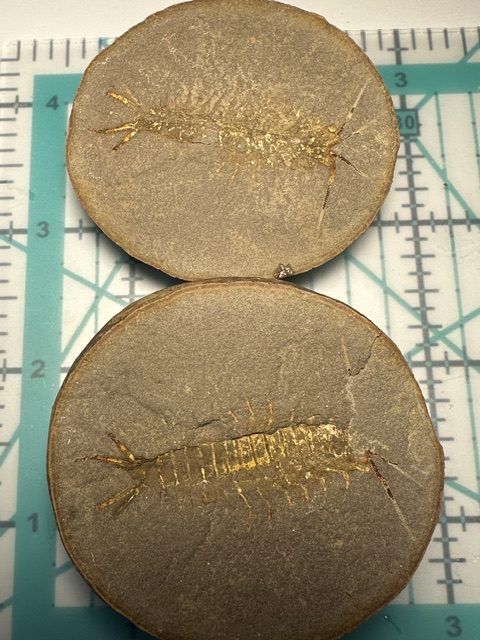 Fossil Friday #324: A Big Beautiful Acanthotelson stimpsoni
