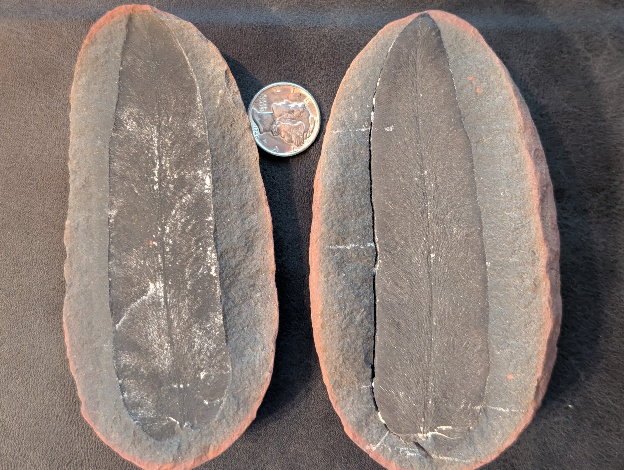 Fossil Friday #322: Macroneuropteris scheuchzeri from Dresden