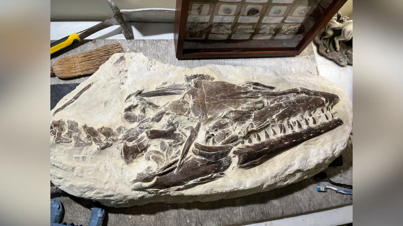 ‘Whoa’: 12-year-old boy finds 80-million-year-old fossil during educational field trip
