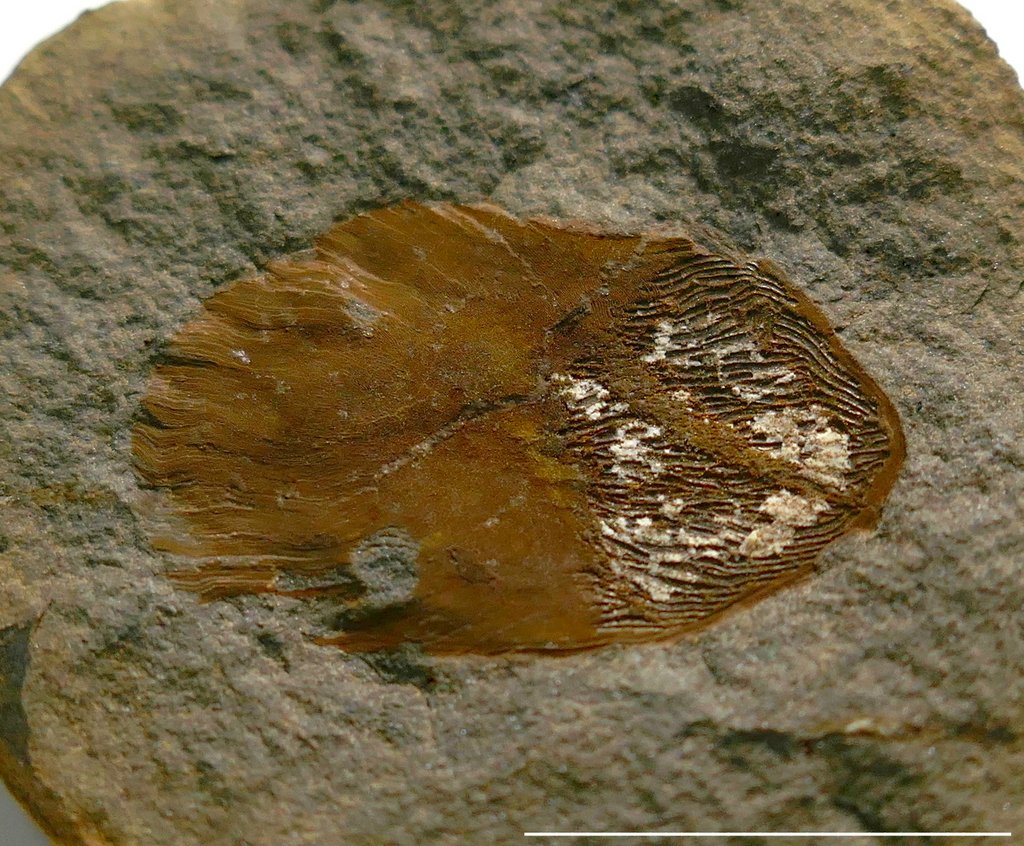 Fossil Friday #327: Danville Fish Scale