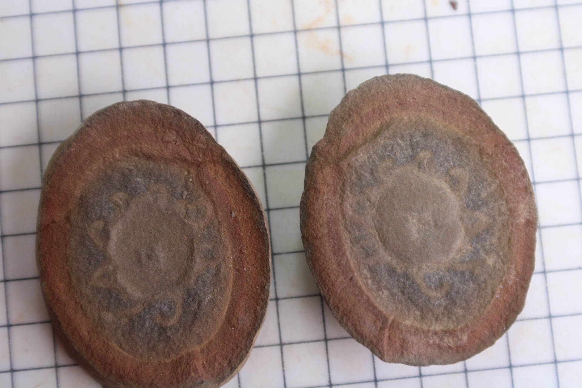 Fossil Friday #328: A Pit 11 Octomedusa piekorum