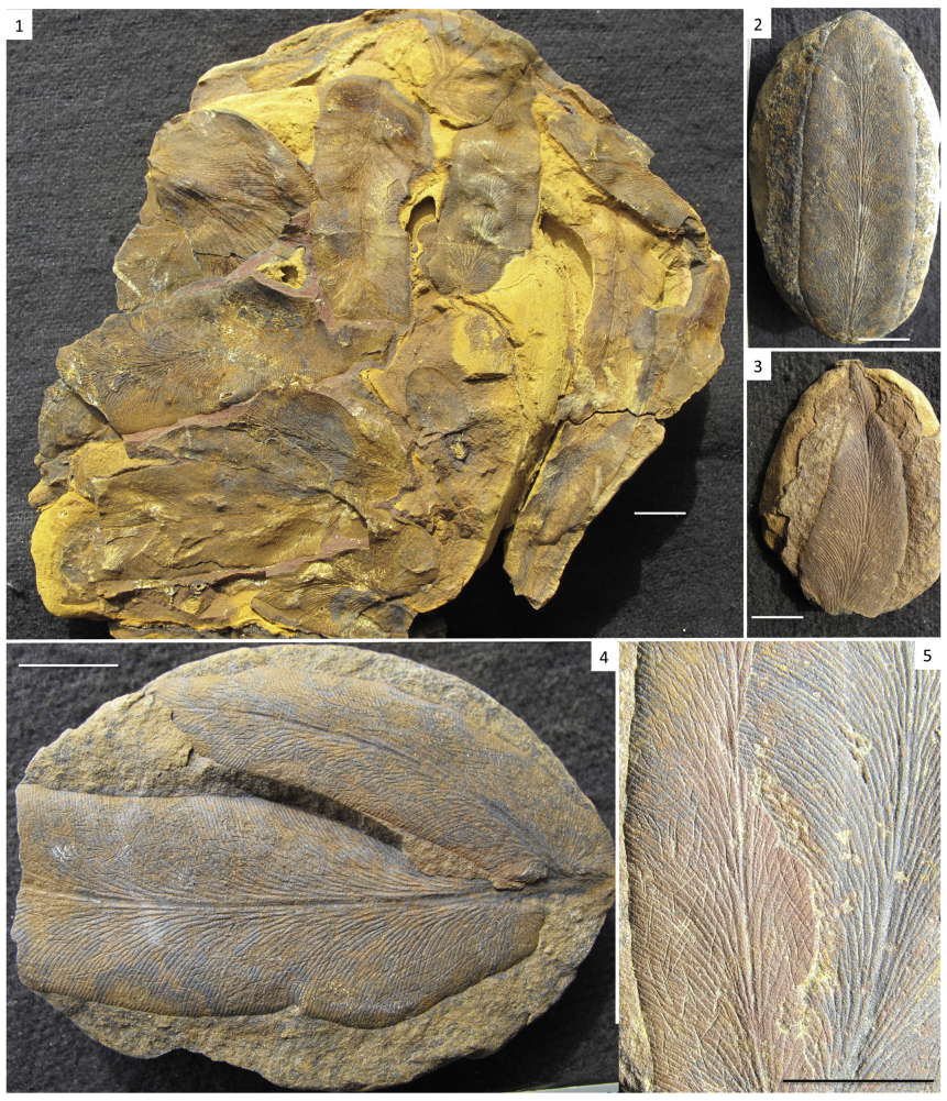 Mazon Monday #333: Interesting Pennsylvanian Fossil Sites – Okmulgee, Oklahoma