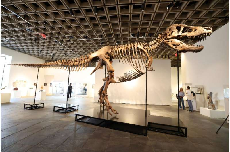 ‘Gus’ the T. rex presented in New York ahead of auction