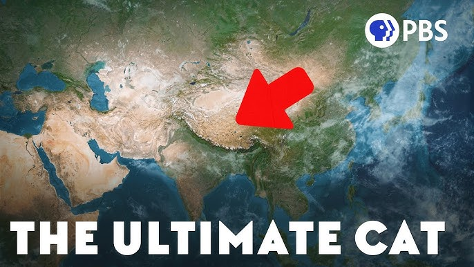 PBS Eons: How the Tibetan Plateau Created the Ultimate Cat