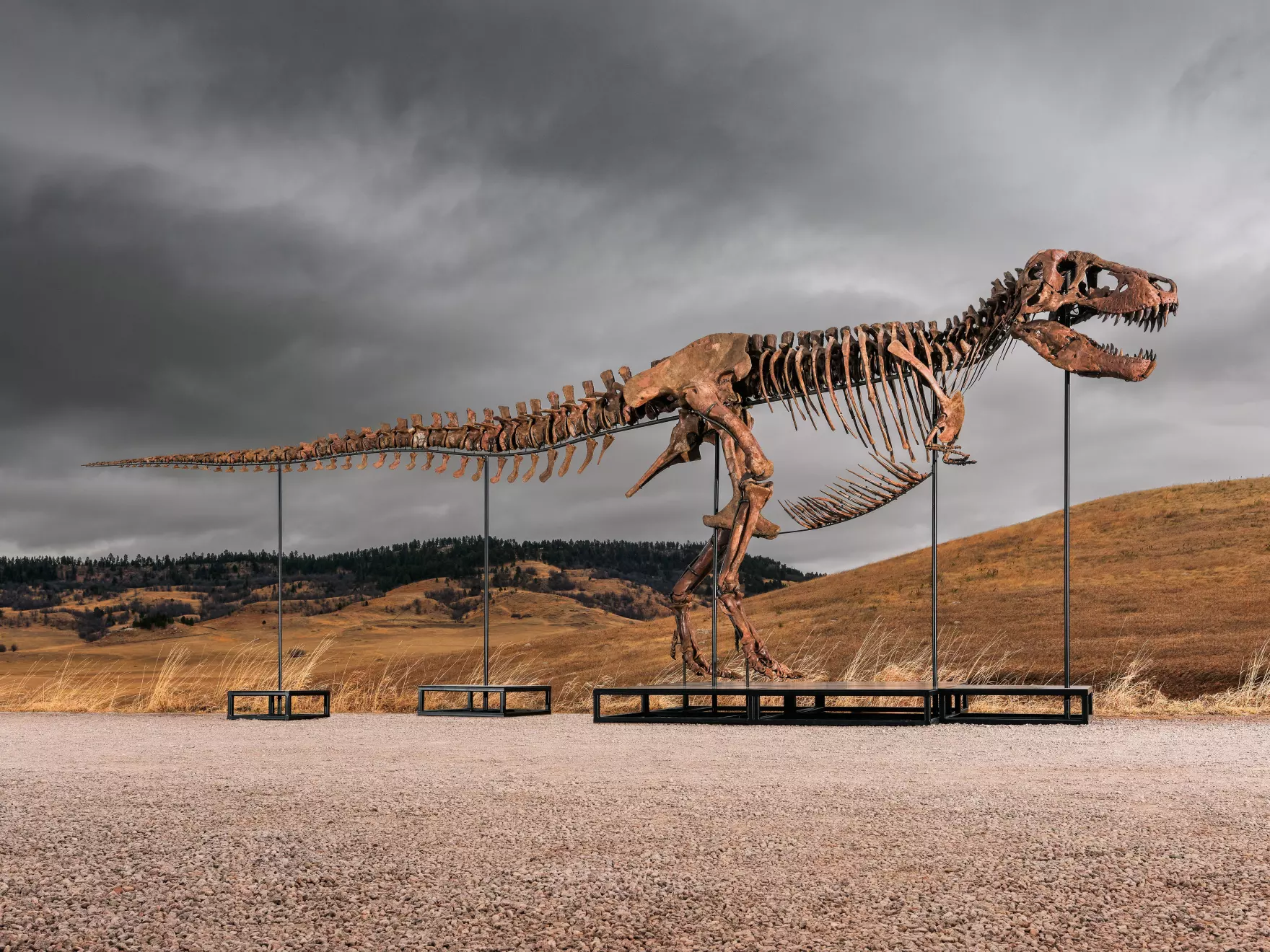 NPR: Mystery bidder buys T. rex nicknamed ‘Gus’ for a record $50 million