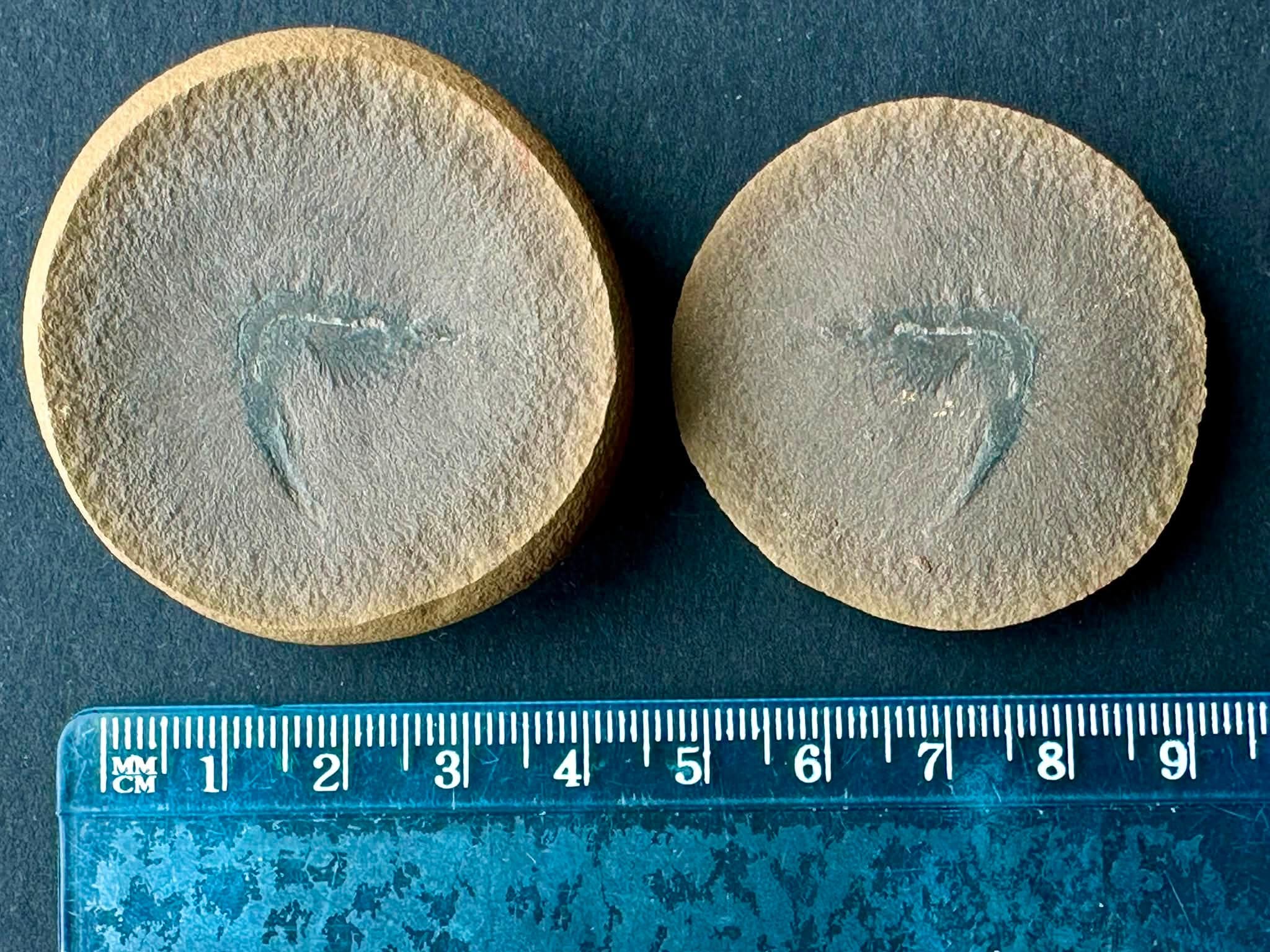 Fossil Friday #331: Peachocaris strongi