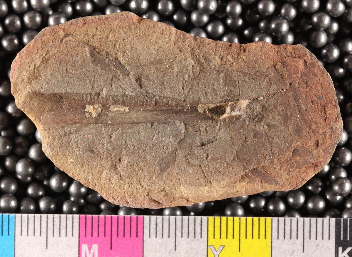 Mazon Monday #338: Howellitubus whitfieldorum… The Mazon Creek Worm That Wasn’t