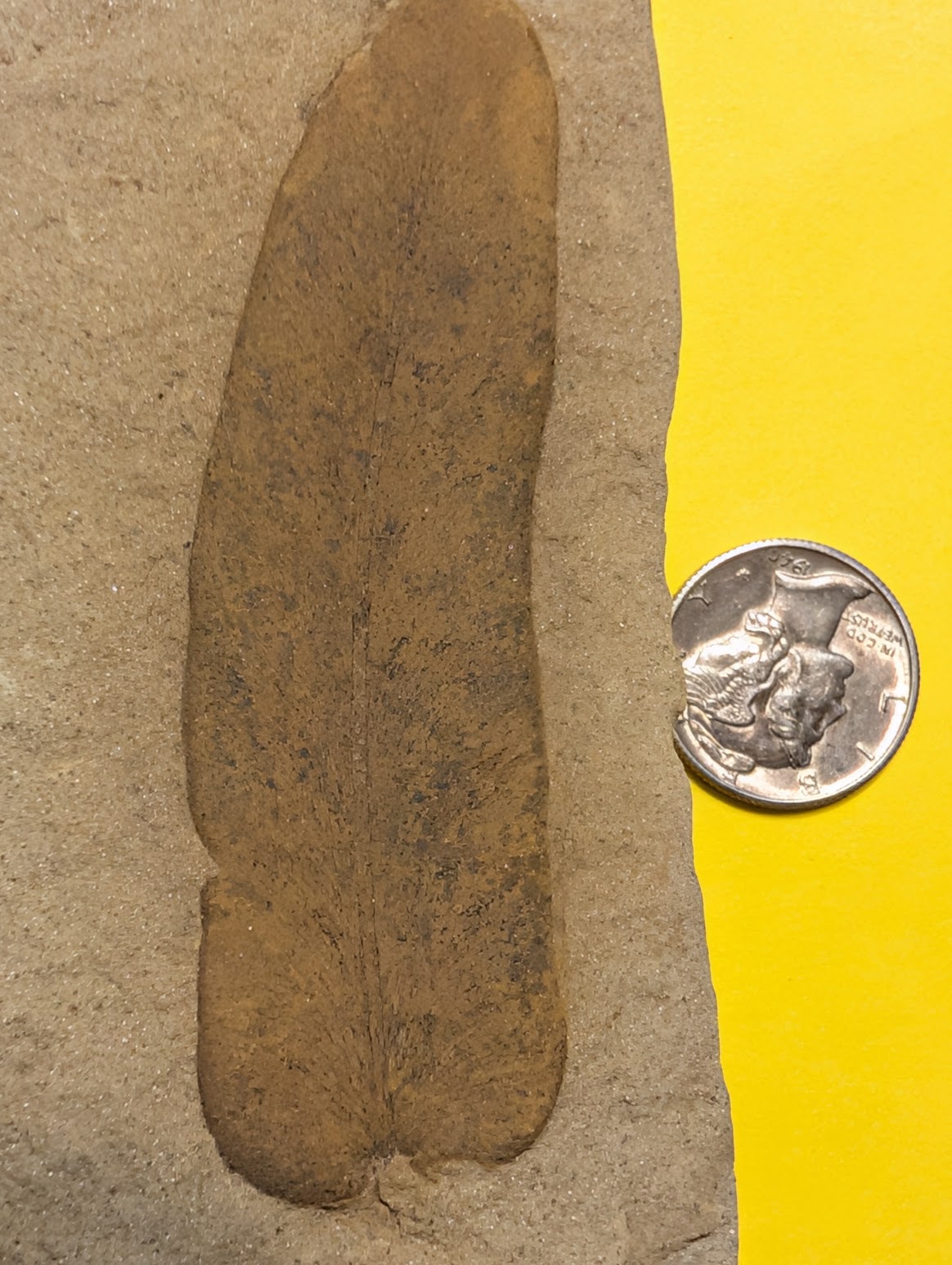 Fossil Friday #332: Macroneuropteris scheuchzeri from Kansas