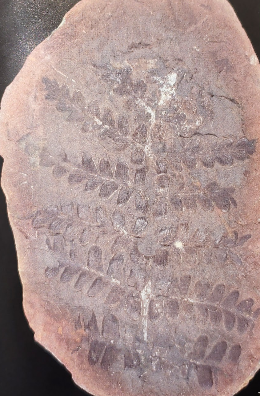Mazon Creek #340: Neuropteris thompsoniana