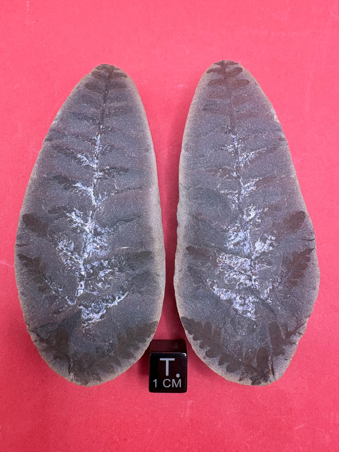 Fossil Friday #334: Mariopteris from Pit 4