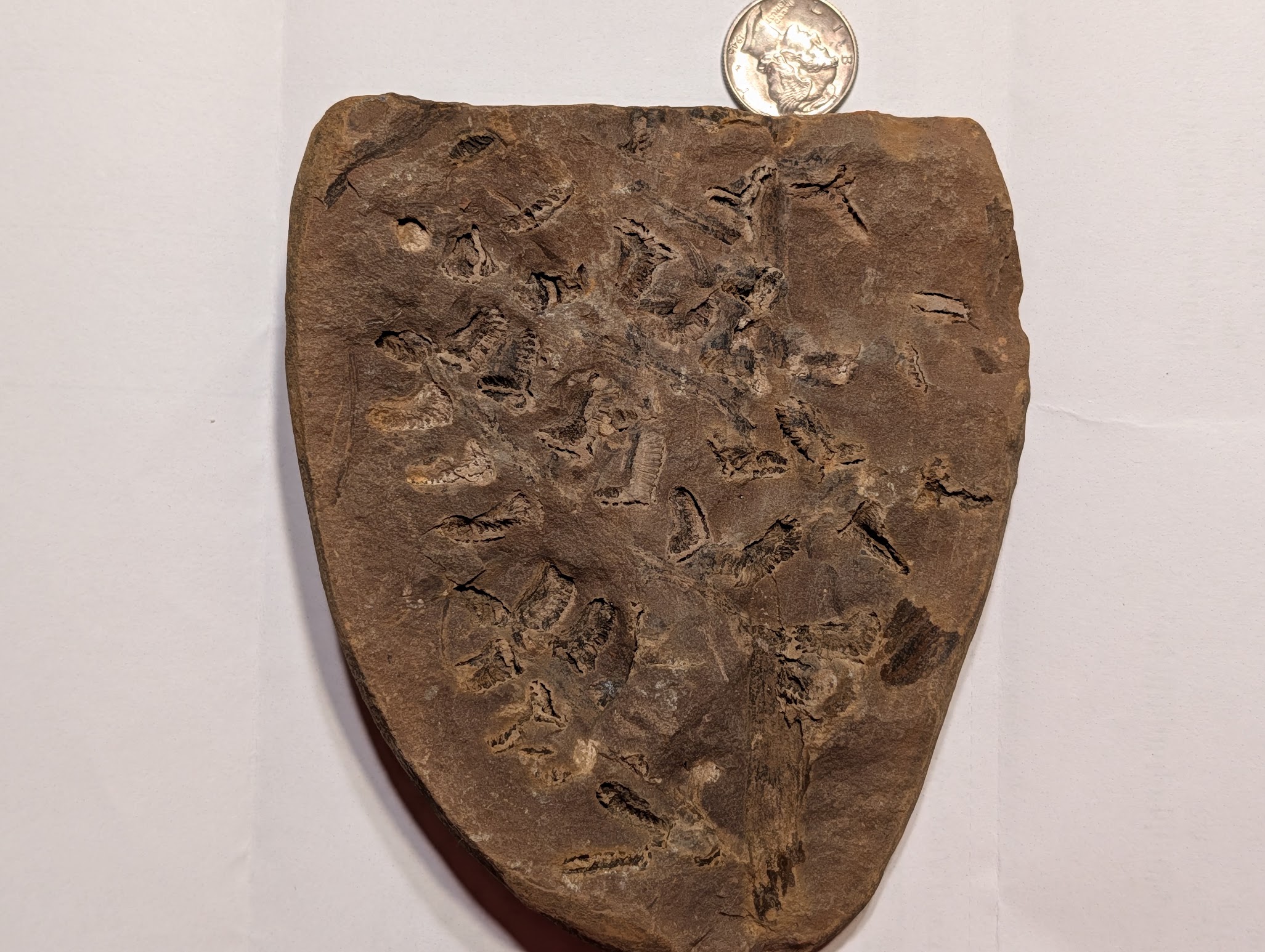 Fossil Friday #333: Crossotheca sagittata plate