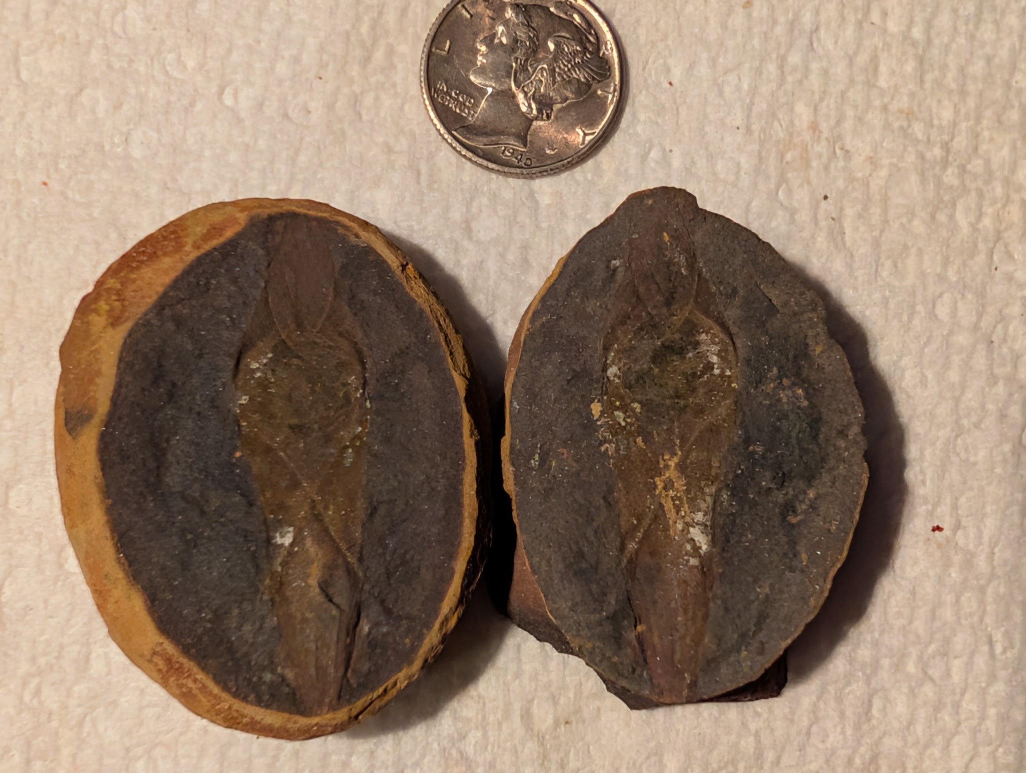 Fossil Friday #336: Shark Egg Case from Chowder Flats