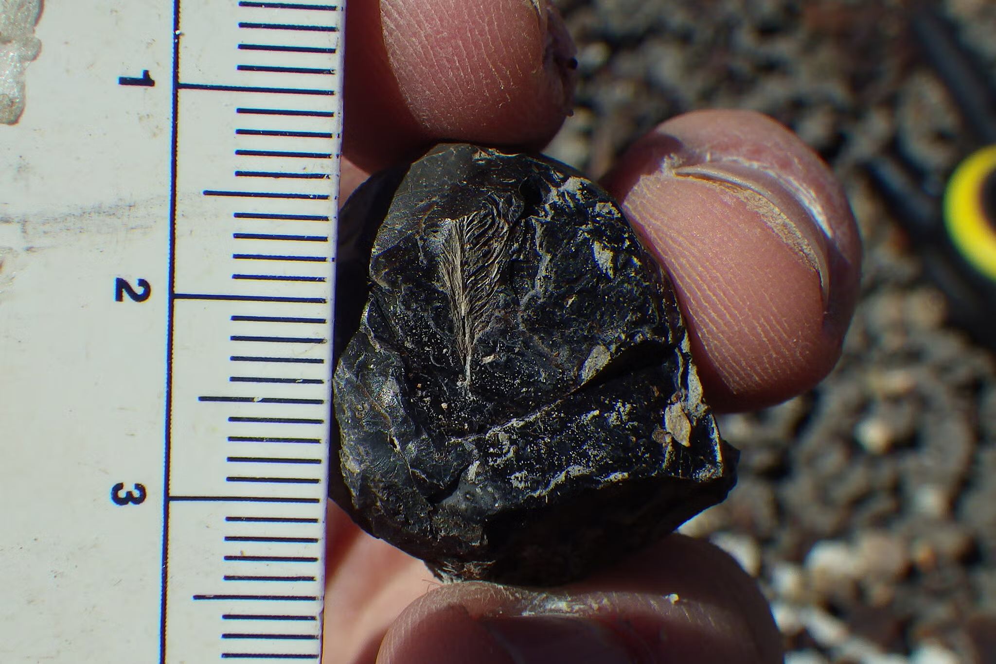 A Feather Found in Dinosaur Poop Might Explain How Birds Beat Extinction