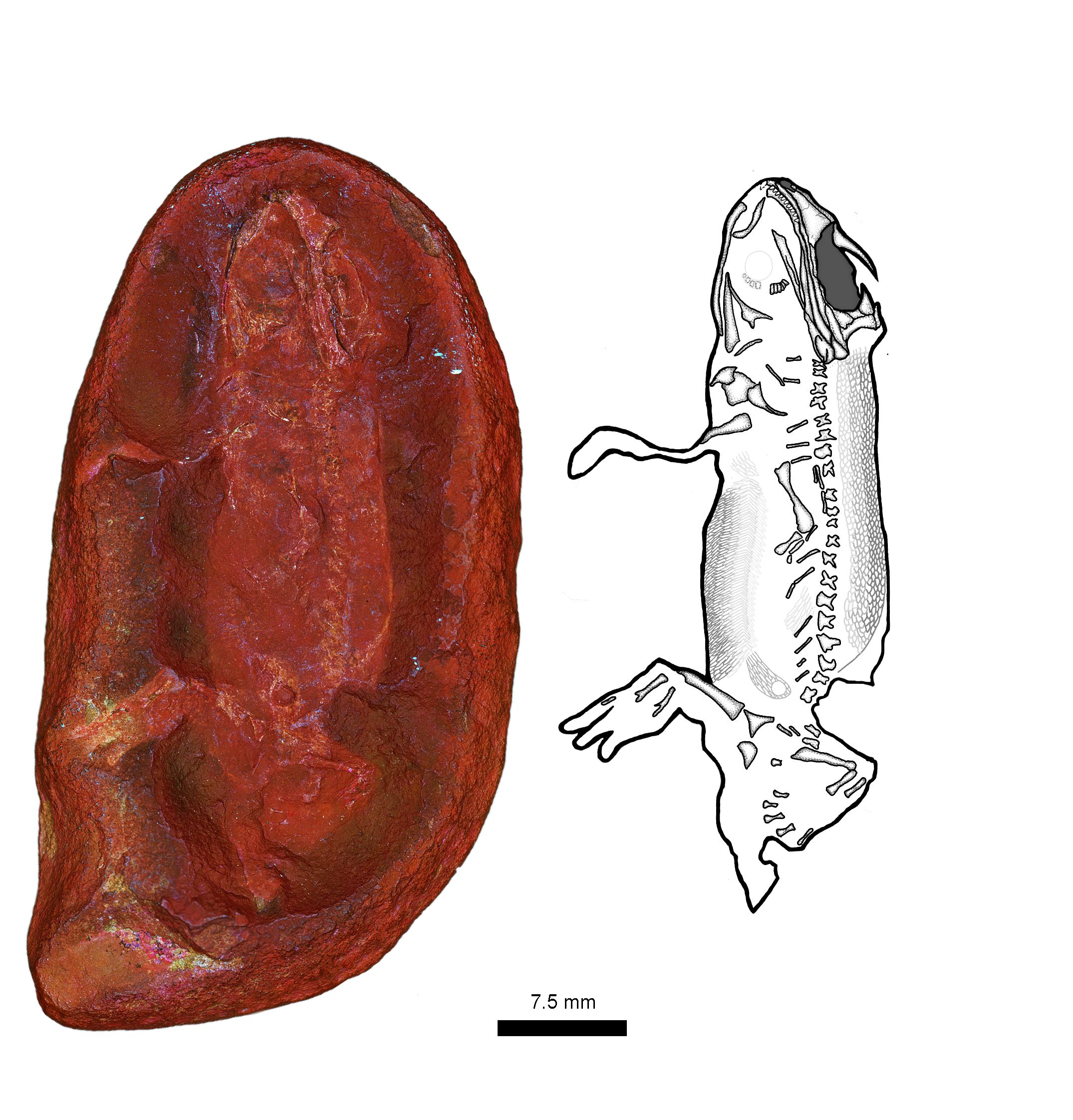 Mazon Monday #342: Jeanerpeton mazonensis – A new Mazon Creek tetrapod!