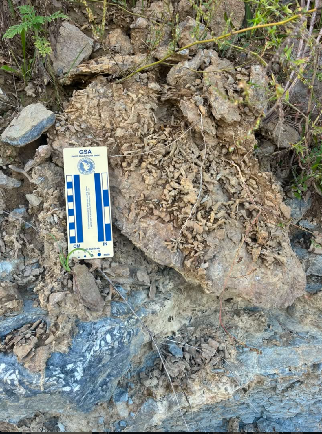 ESCONI October 2026 Paleontology Study Group Meeting, Saturday, October 17th, 2026 at 7:30 PM via Zoom – “Depositional and Lithostratigraphic Characterization of the Lower Maysvillian Calloway Creek Formation”