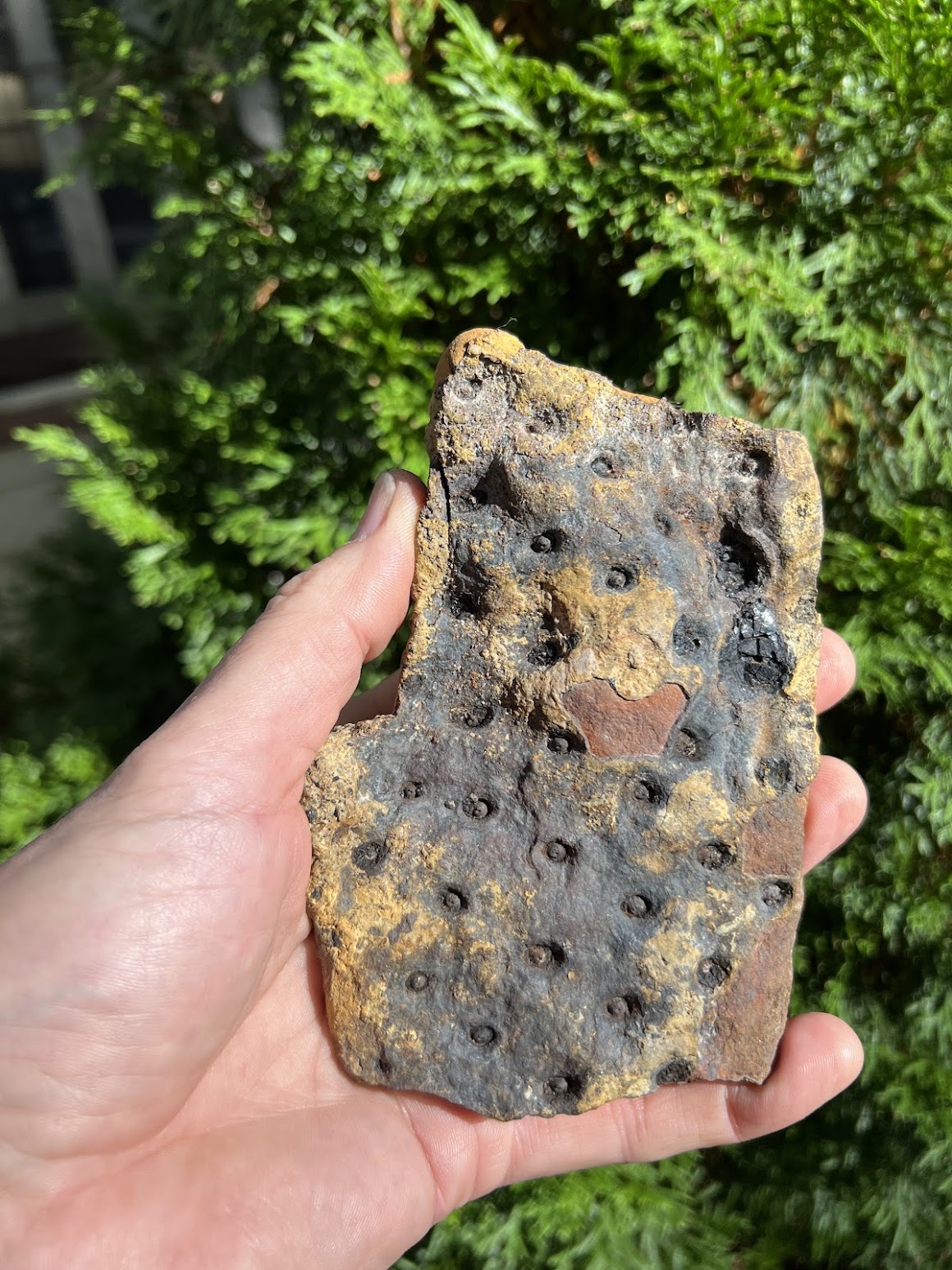Fossil Friday #338: Braceville Surprise!