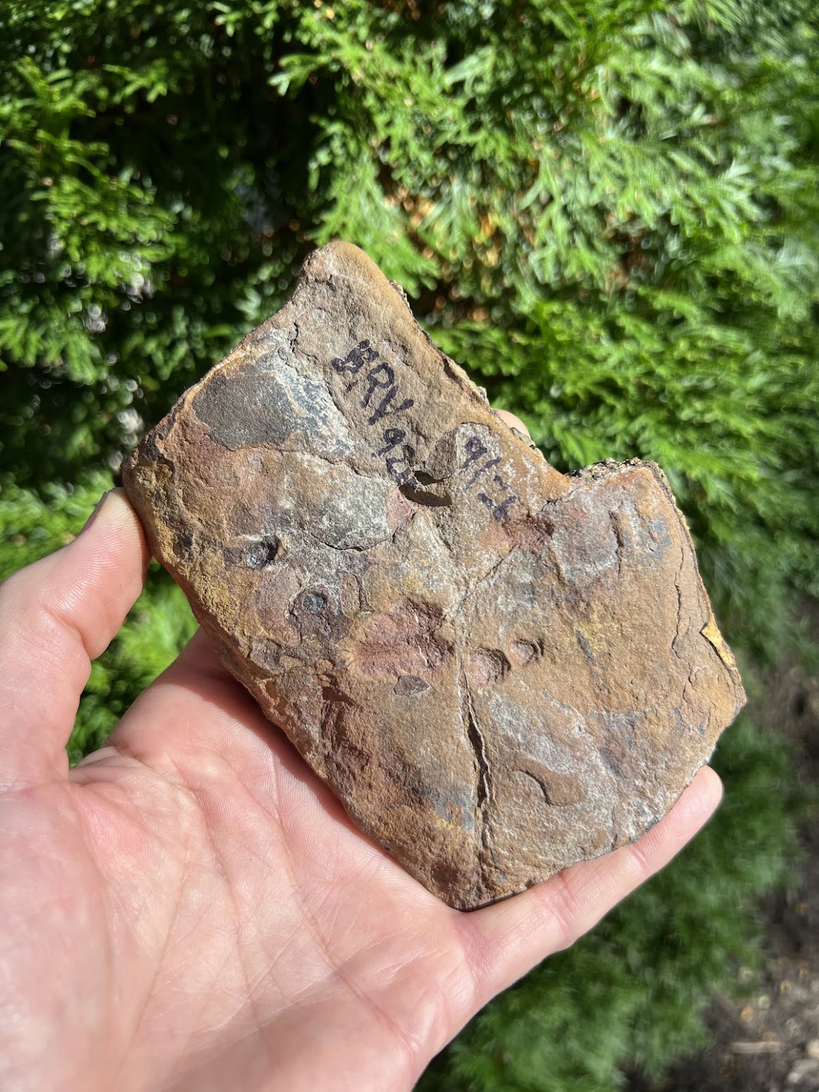 Fossil Friday #338: Braceville Surprise! – Earth Science Club of