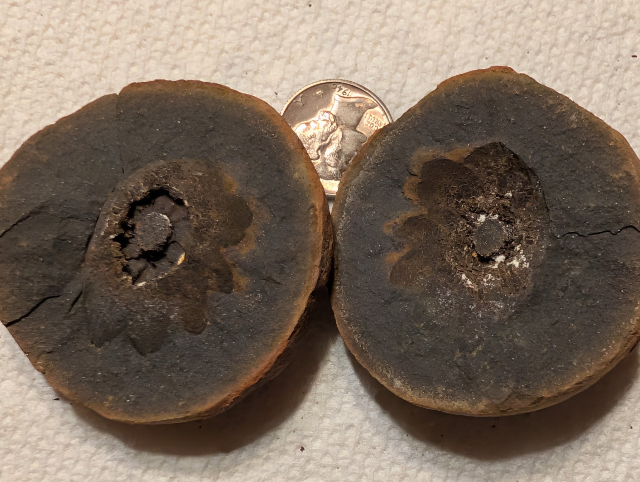 Fossil Friday #337: A Different View of Lepidostrobus