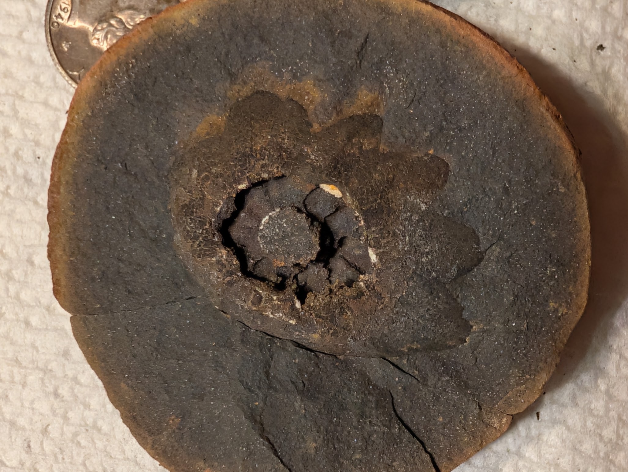 Fossil Friday #337: A Different View of Lepidostrobus – Earth