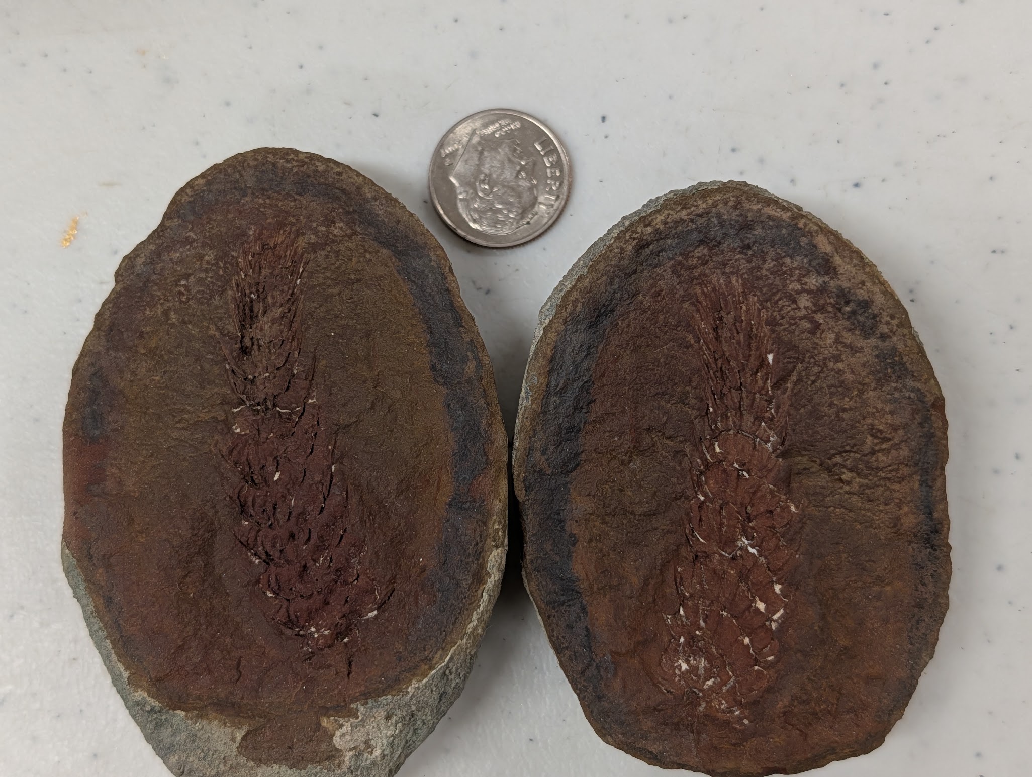 Fossil Friday #339: A Breathtaking Lycopod Cone