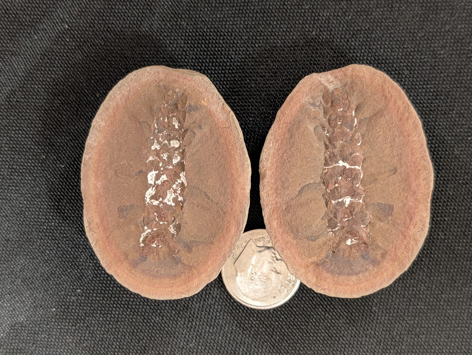 Fossil Friday #340: Hexaphyllostrobus negauneeana from Pit 3