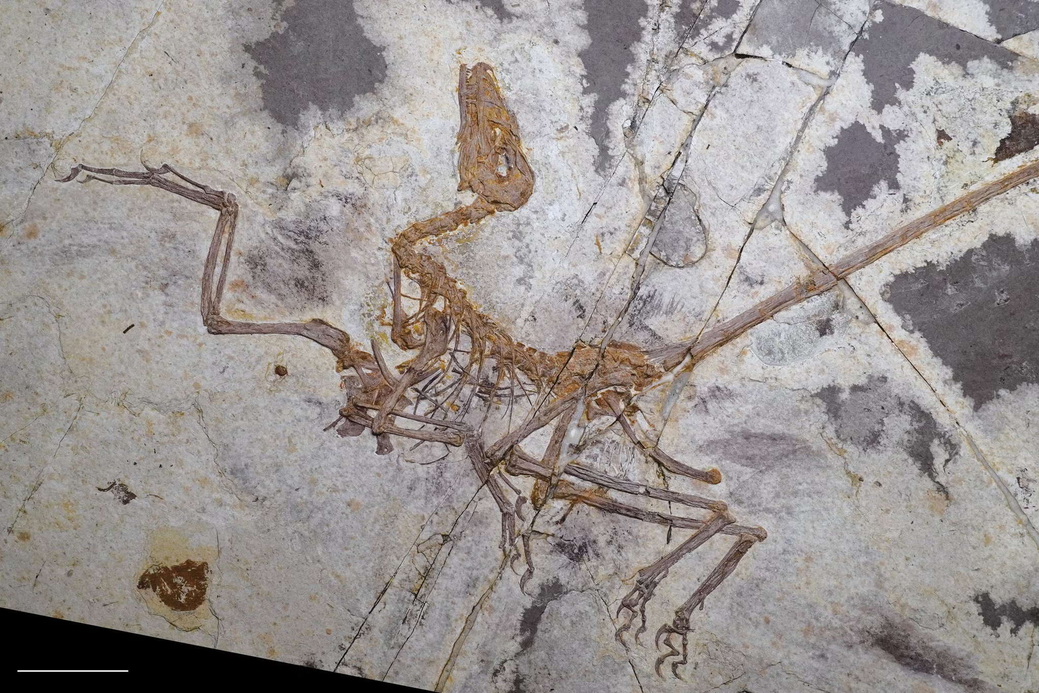 What Can Four-Winged Dinosaurs Teach Us About Birds?