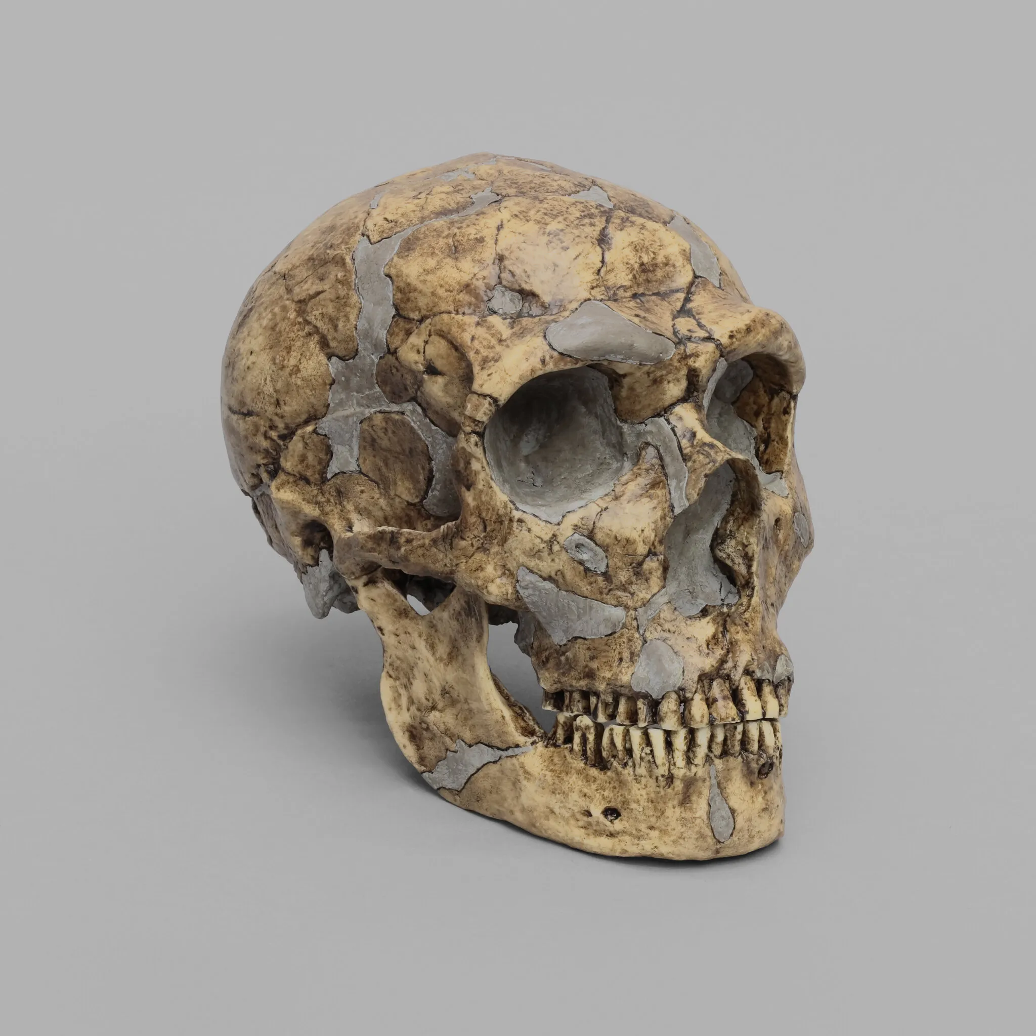 What Happened to the Neanderthals?