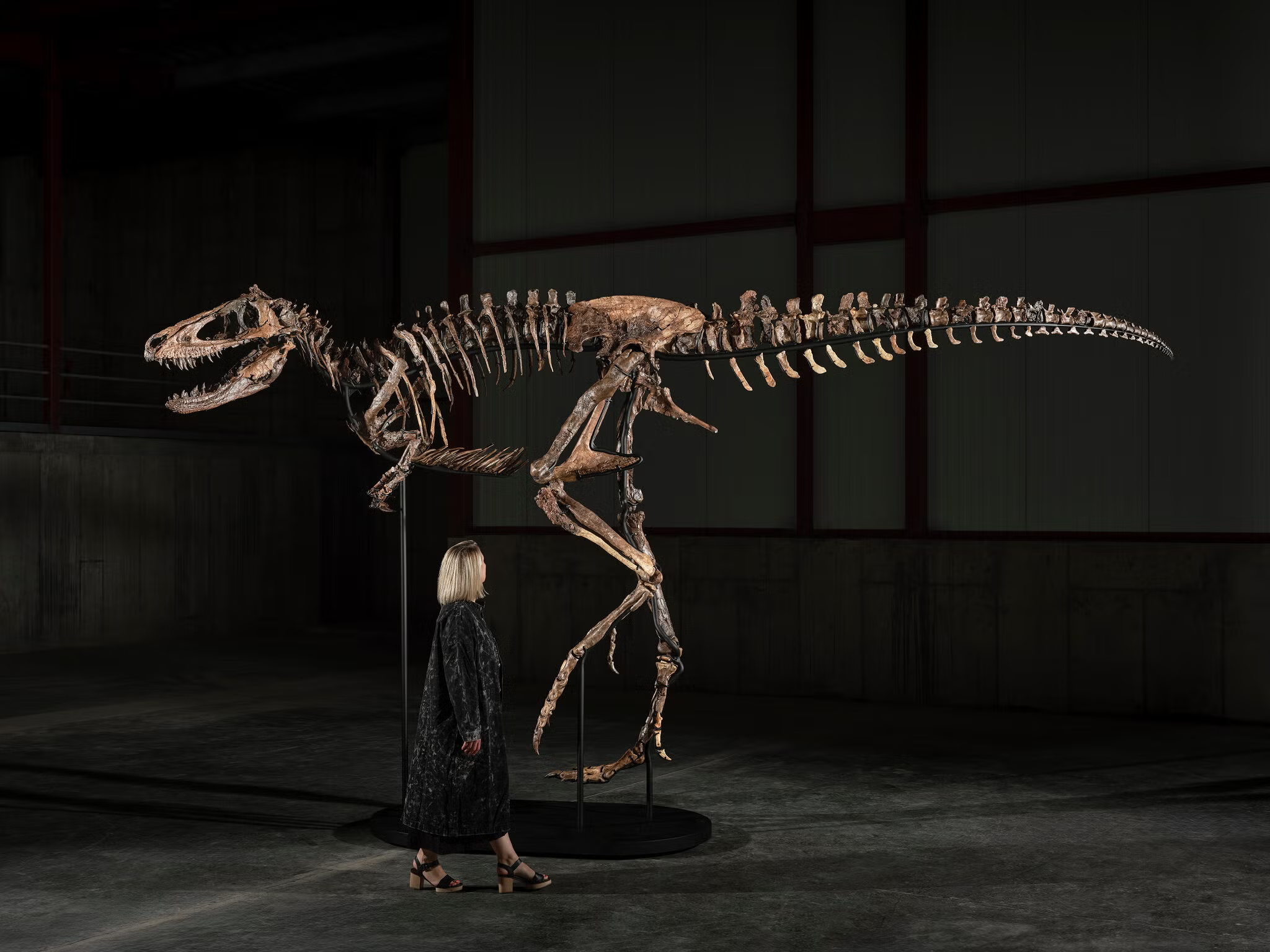 ‘Jodi,’ a Nanotyrannus Skeleton, Gets $47.3 Million at Auction