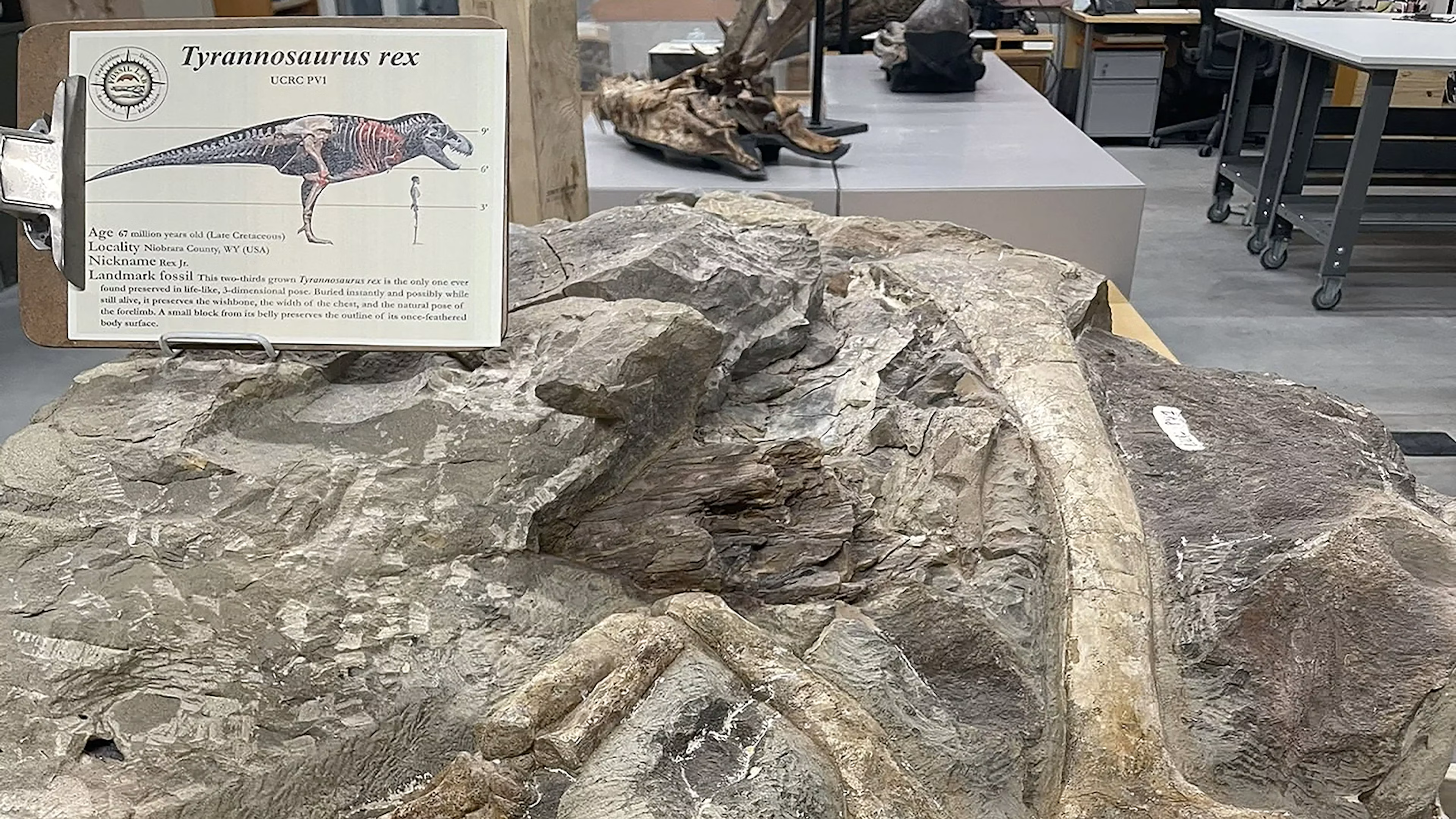 Found On Newcastle Ranch, ‘Rex Jr.’ Could Be Most Important T. Rex Ever Discovered